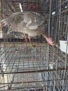 Proven Blue Slate Turkey Hen