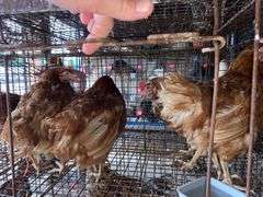 4 Isa Brown Hens