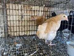 2 Buff Orpington Pullets - 7 Wks Old