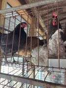 4 Easter Egger Australorp Hens - 2.5yrs Old