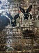 2 Rabbits