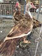 Pair of Muscovy Ducks - 1 Has Blood On Wings