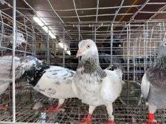 3 Tippler Pigeons