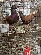 Pair Roller Pigeons