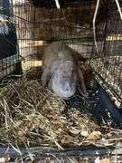 Proven English Lop Doe w/ Pedigree