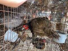 Male Melanistic Mutant Pheasant w/ Permit