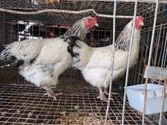 2 Light Brahma Laying Hens - 1 Yr Old