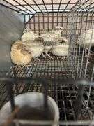 6 Italian Quail - 5 Wks Old