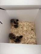 4 French Pearl & Pied Guinea Keets
