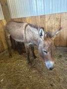 Jack Donkey - 7 Yrs Old - Friendly & Good w/ Livestock w/ Coggins Paperwork