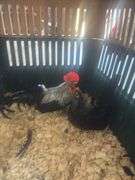 Breeding Pair Gray Japanese Chickens w/ Cage