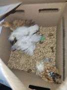 4 Cochin Banties & 1 Paint Silkie - 4 Wks Old
