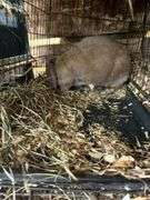 Proven English Lop Doe w/ Pedigree