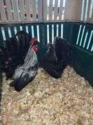 Breeding Pair Gray Japanese Chickens w/ Cage