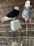 2 Roller Pigeons