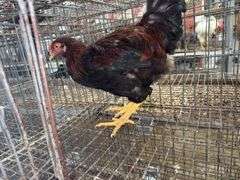 Bardyard Rooster - 4 Months Old
