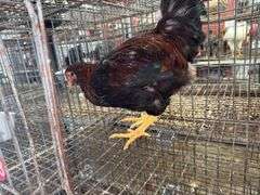 Bardyard Rooster - 4 Months Old