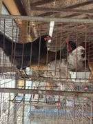 4 Easter Egger Australorp Hens - 2.5yrs Old