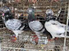 3 Tippler Pigeons