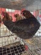 1 Rooster