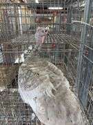 Proven Blue Slate Turkey Hen