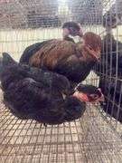 3 Turkens