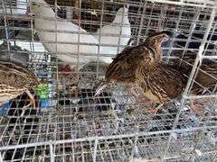 3 Jumbo Wilds Quail - 8wks Old