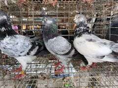 3 Tippler Pigeons