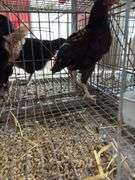 4 Barnyard Mix Roosters