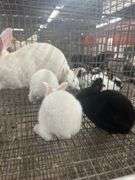 New Zealand Doe w/ 6 Bunnies - Selling As A Family