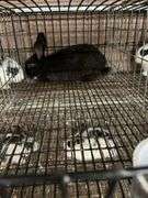 Black Bunny