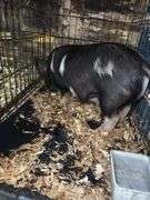 Black Gilt Kune Kune Pig - 9 Wks Old - Hand Fed