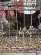 4 Barnyard Mix Roosters