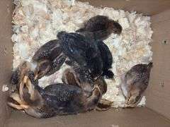 10 Oliver Egger & Wyandotte Pullets