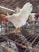 Leghorn Chicken