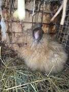 Tan Lionhead Buck