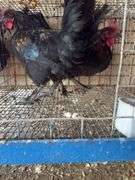2 Barnyard Mix Cockerels