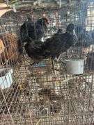 3 Melanistic Ringneck Pheasants w/ Permit