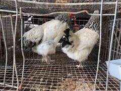 2 Light Brahma Laying Hens - 1 Yr Old