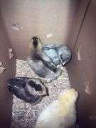 4 White True Blue Chicks