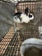 White & Black Bunny