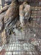 4 Ameraucana Pullets