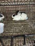 White & Black Bunny