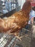 3 Easter Egger Hens