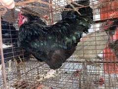 Maran Cross Rooster
