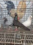 Pair of Figurita Pigeons & Baby