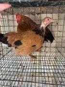 1 Buff Brahma Banty Hen & 1 Roosters