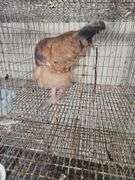 Maran Rooster