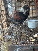 Russian Orloff Banty Rooster