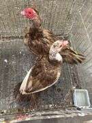 Pair of Muscovy Ducks - 1 Has Blood On Wings